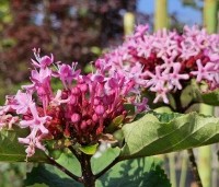 Clerodendrum Bungei - Pindakaasstruik, Kansenboom - 3