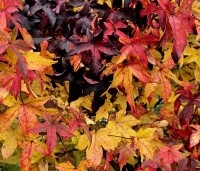 Liquidambar styraciflua 'Gum Ball' - Amberboom 'Gum Ball' - herfst