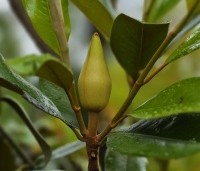 Magnolia grandiflora 'Galissoniere' - Magnolia grandiflora 'Galissoniere' - 5