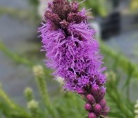 Liatris spicata per kist á 24 st. - Lampenpoetser lila - 1