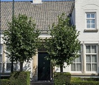 Tilia x europaea 'Euchlora' - Linde - 2
