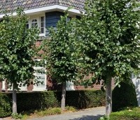 Tilia x europaea 'Euchlora' - Linde - 1