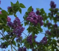 Syringa vulgaris 'Ruhm von Horstenstein' - Sering 'Ruhm von Horstenstein' - 1