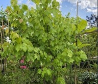 Acer rubrum 'October Glory' - Amerikaanse esdoorn - juni 2026
