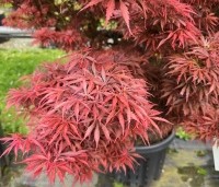 Acer palmatum 'Jerre Schwartz' - Japanse Esdoorn 'Jerre Schwartz' - 4