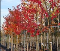 Lagerstroemia 'Natchez' - Indische sering 'Natchez' - hoogstam in pot.  herfstkleur