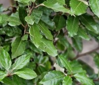Elaeagnus ebbingei 'Compacta' - Olijfwilg  - 7