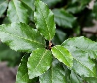 Elaeagnus ebbingei 'Compacta' - Olijfwilg  - 6