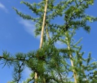 Larix kaempferi 'Diana' - Japanse kronkel Lariks - 3
