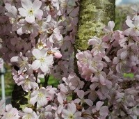 Prunus 'Pandora' - Sierkers 'Pandora' - 1