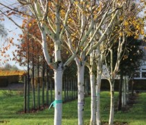 Betula utilis 'Doorenbos'