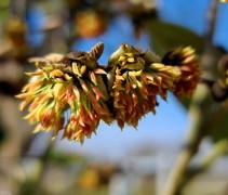 Sycoparrotia