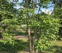 Acer triflorum - Driebloemige esdoorn - 1