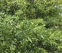 Quercus Phellos - Wilgbladige eik - 4