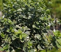 Euonymus fortunei 'Emerald Gaiety' - Kardinaalsmuts - 1