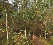 Betula Pendula