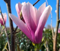 Magnolia soul. Heaven Scent' hoogstam in bloei