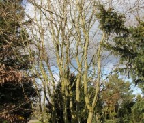 Parrotia persica Vanessa
