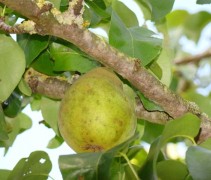 Pyrus communis 'Beurre Hardy' vrucht