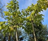 Morus alba 'Macrophylla' - Witte moerbei - herfst