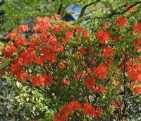 Rhododendron 'Koster's Brilliant Red' - Azalea 'Koster's Brilliant Red' - 1
