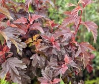 Physocarpus opulifolius 'Little Angel' - Blaasspiraea 'Little Angel' - vakbeplanting  - 2
