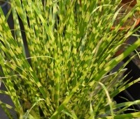 Miscanthus sinensis 'Gold Bar' - bontbladig mini siergras - 2