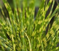 Miscanthus sinensis 'Gold Bar' - bontbladig mini siergras - 1
