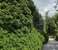 Chamaecyparis obtusa 'Nana Gracilis' - Japanse dwergcipres - 2