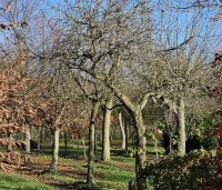 Prunus dom. 'Opal' - Prunus dom. 'Opal' - hele oude pruimenboom