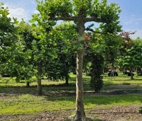 Platanus hispanica - Plataan - 6