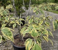 Clerodendrum trichotomum 'Variegatum' - Bontbladige pindakaasstruik - 4