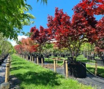 Acer palmatum 'Bloodgood'