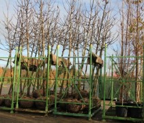 Juglans regia 