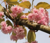 Prunus serrulata 'Kanzan'