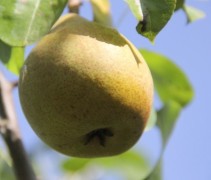 Pyrus communis 'Beurre Hardy'  vrucht eind augustus