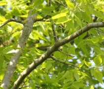 Celtis