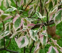 Cornus alternifolia 'Argentea'