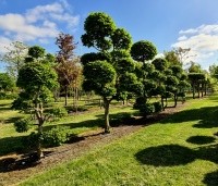 Carpinus betulus - Haagbeuk - tuinbonsai snoeivormen met vaste afmetingen. zomerblad