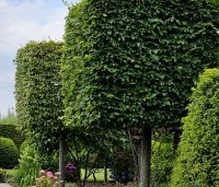 Carpinus betulus - Haagbeuk - 2