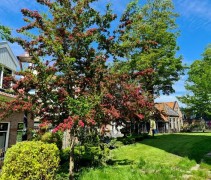 Crataegus Paul's Scarlet