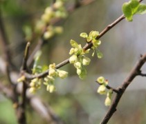 Halesia Carolina