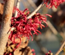 Hamamelis x intermedia 'Diane'