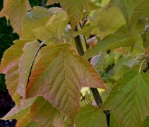 Acer pensylvanicum nazomer