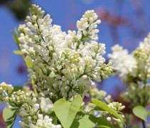 Sering 'Madame Lemoine'  met prachtige witte bloemen