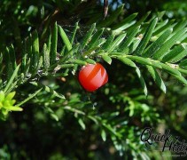 Taxus bes