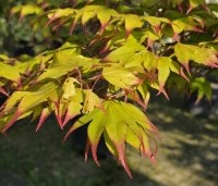 Acer palmatum 'Tsumabeni' - Acer palmatum 'Tsumabeni' Japanse kleinbladige esdoorn - 4