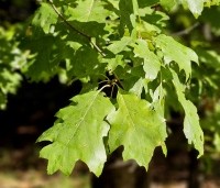 Quercus rubra - Amerikaanse eik - 1