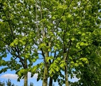 Tilia x europaea 'Pallida' - Koningslinde - 1