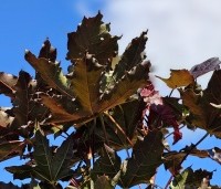 Acer platanoides 'Crimson Sentry' - Roodbladige Noordse Esdoorn - 4